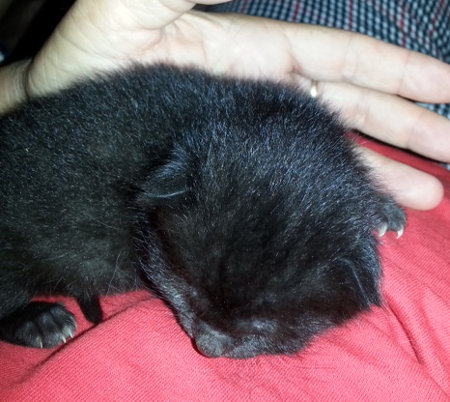 Rescue kitten for adoption. Oasis Animal Rescue, Durham Region