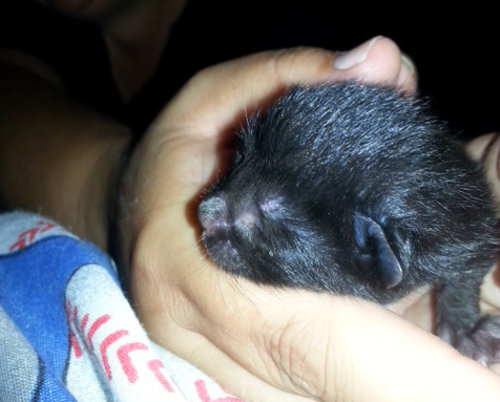 Gena. Kitten for adoption at Oasis Animal Rescue, Durham Region