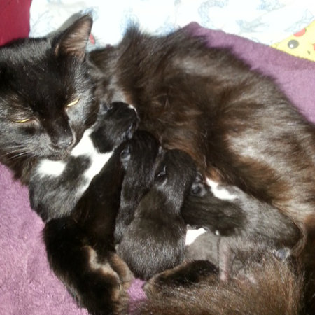 Snookie. Momma Cat with kittens. Seeking homes. Oasis Animal Rescue, Durham Region