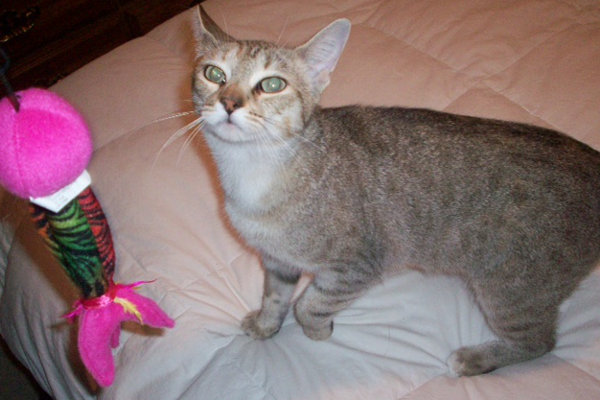 Princess. Wonderful cat for adoption. Oasis Animal Rescue, Durham Region