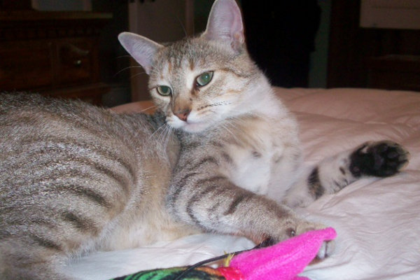 Princess. Wonderful cat for adoption. Oasis Animal Rescue, Durham Region