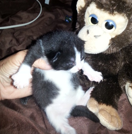Rescue kitten for adoption. Oasis Animal Rescue, Durham Region