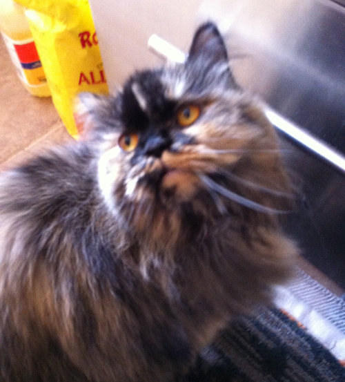 Aura. Cat for adoption. Oasis Animal Rescue