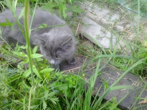 Ghost , a kitten for adoption