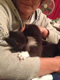 Snookies kittens for adoption. Oasis Animal Rescue