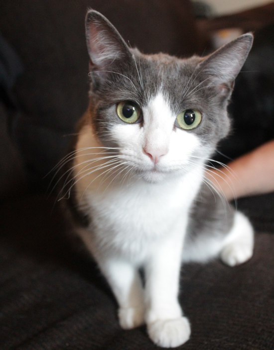 Tiger Lily. A cat for adoption at Oasis Animal Rescue, Durham Region