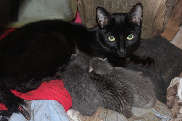 Mother cat Ninja and her kittens for adoption