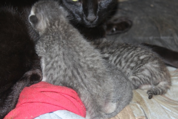 Mother cat Ninja and her kittens for adoption