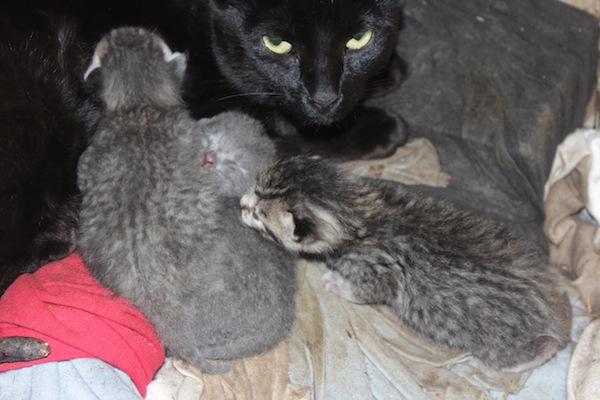 Mother cat Ninja and her kittens for adoption