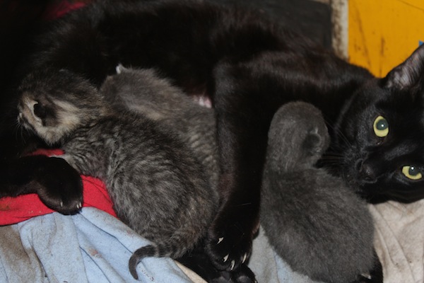 Mother cat Ninja and her kittens for adoption