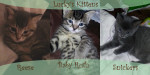 Lucky’s Kittens: Baby Ruth, Snickers And Reese, Adopted 