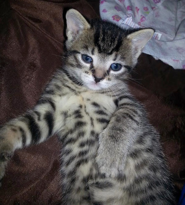 Baby Ruth, kitten for adoption at Oasis Animal Rescue, Durham Region