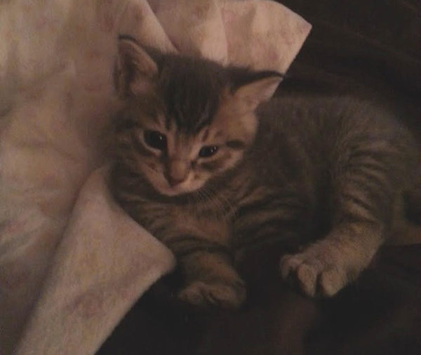 Reese, kitten for adoption at Oasis Animal Rescue