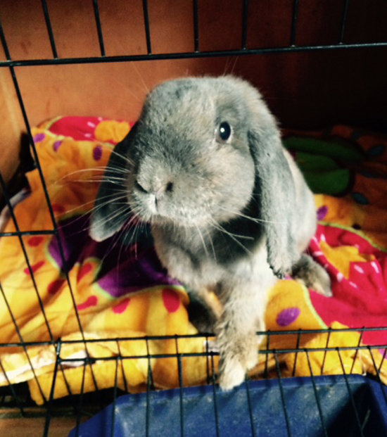 Daisy. Lop-Eared Rabbit for Adoption. Oasis Animal Rescue, ON