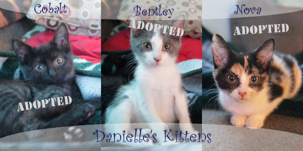 Danielle's kittens for adoption