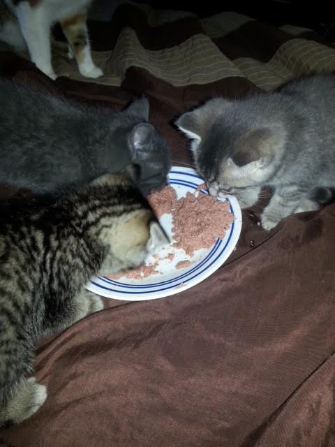 Kittens for adoption. Oasis Animal Rescue
