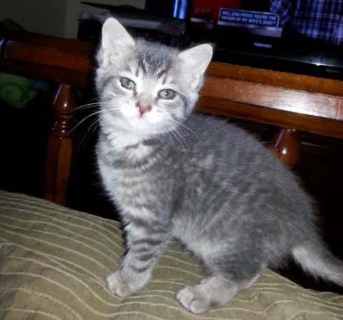 Reese. Kitten for adoption