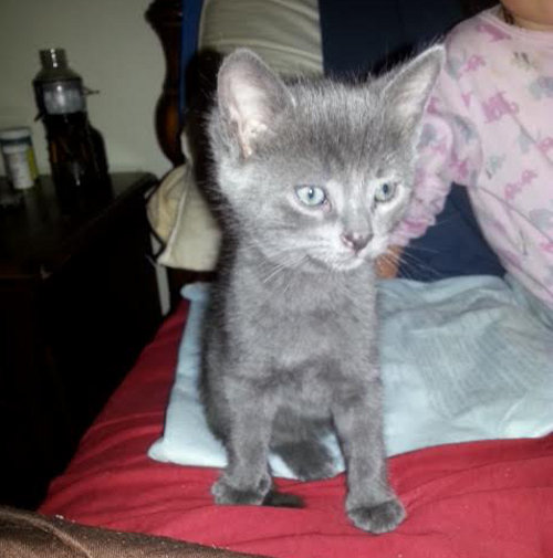 Snicker. Kitten for adoption