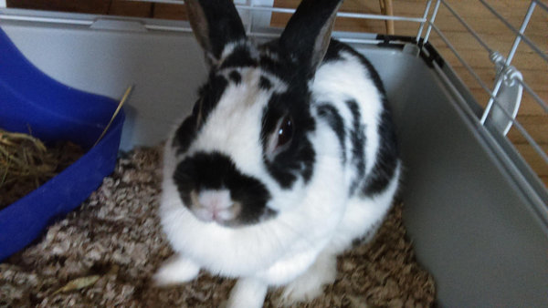 Dakota. Rabbit for adoption. Oasis Animal Rescue