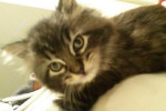 Felix. Mischievous Kitten Finds His Forever Home 