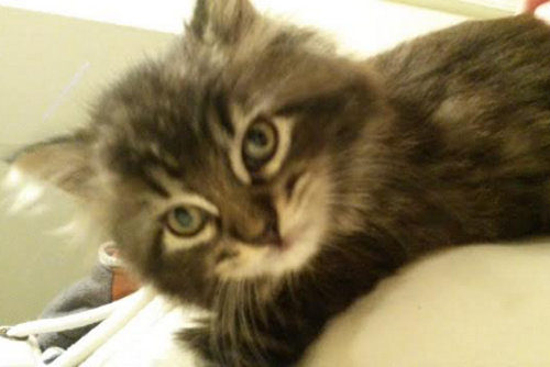 Felix. Playful kitten for adoption. Oasis Animal Rescue