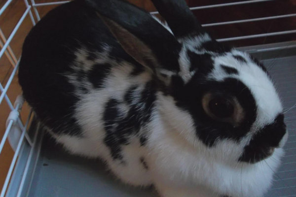 Dakota. Rabbit for adoption. Oasis Animal Rescue