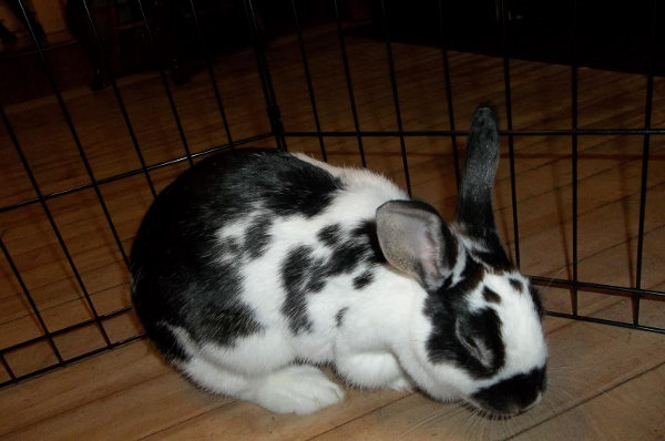 Dakota. Rabbit for adoption. Oasis Animal Rescue