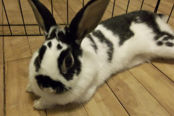Dakota. Rabbit for adoption. Oasis Animal Rescue