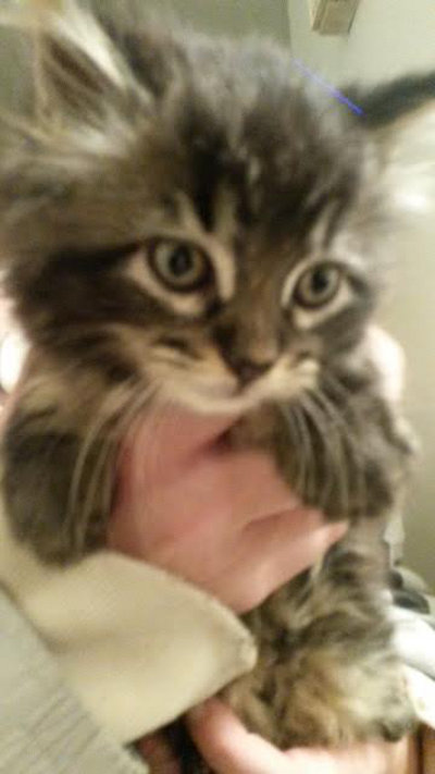 Felix. Playful kitten for adoption. Oasis Animal Rescue