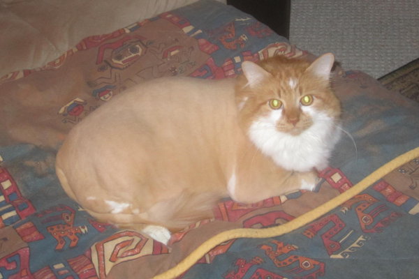Peach. A cat for adoption at Oasis Animal Rescue, Durham Region