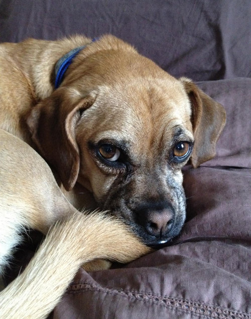 Champ. A Puggle dog for adoption. Contact Oasis Animal Rescue