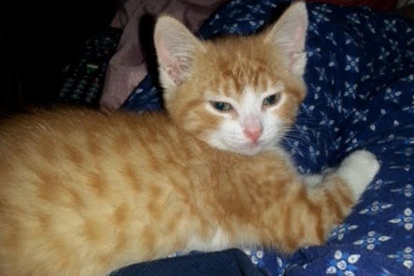 Blaze. Orange and White kitten for adoption