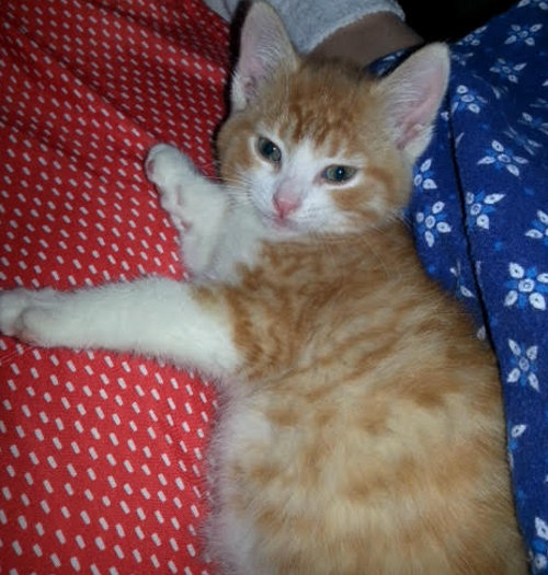 Blaze. Orange and White kitten for adoption