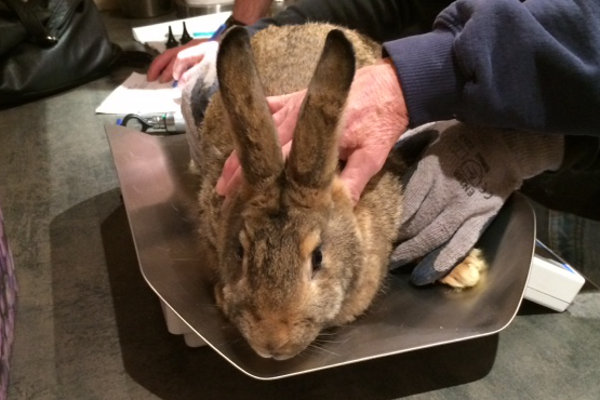 Baby Rabbit for Adoption - Durham Region Ontario