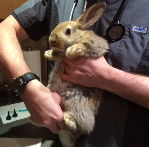 Baby Rabbit for adoption. Durham Region Ontario