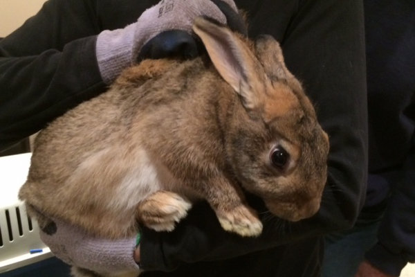 Rabbit for adoption. Durham Region Ontario