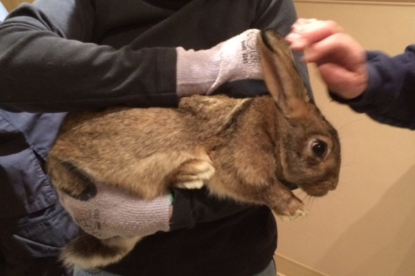 Rabbit for adoption. Durham Region Ontario