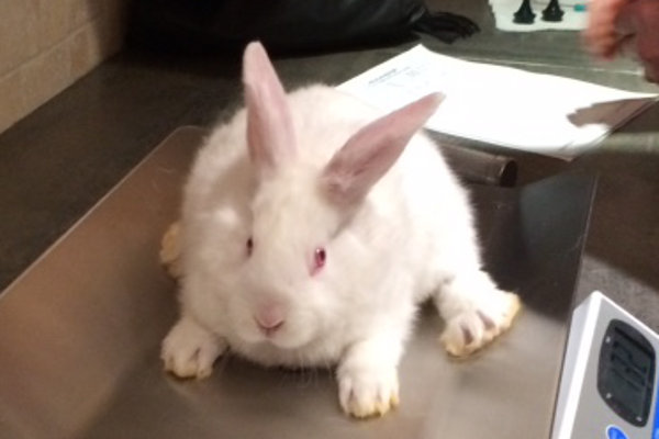 Benjamin. Baby Rabbit for adoption. Oshawa