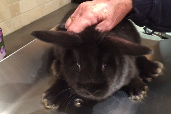 Bobby. Baby Rabbit for adoption. Oshawa
