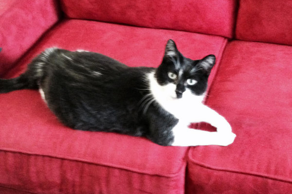 Cat for adoption named Fleagle. Oasis Animal Rescue, Durham Region
