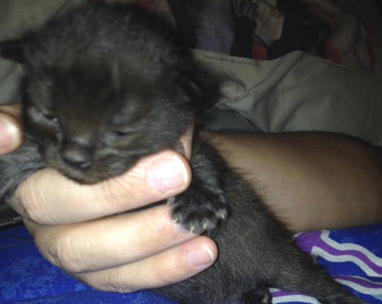 Junior. Kitten for adoption at Oasis Animal Rescue, Durham Region