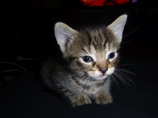 Petunia. adoptabe kitten. oasis animal rescue