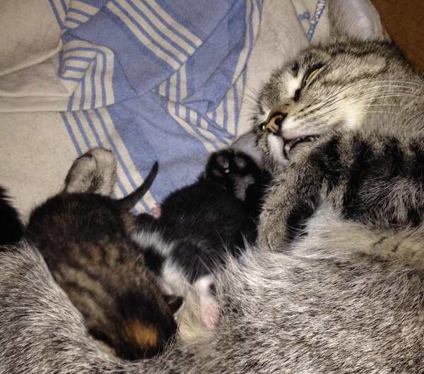 Cat Rachel Adopts Two More Kittens. Oasis Animal Rescue