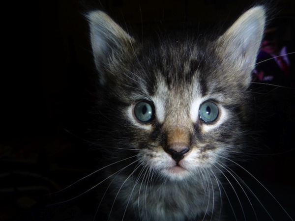 Warrior. Rescue kitten adoption. OasisAnimalRescue.ca