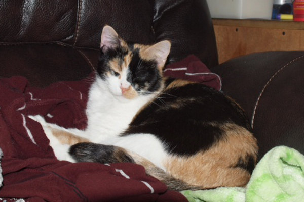 Brandie. cat for adoption. Oasis Animal Rescue, Durham Region, Ontario