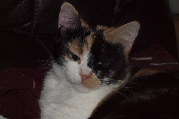 Brandie. cat for adoption. Oasis Animal Rescue, Durham Region, Ontario