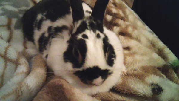 Dakota - rabbit for adoption. Oasis Animal Rescue