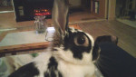 Dakota - rabbit for adoption. Oasis Animal Rescue