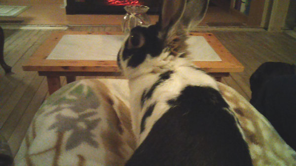Dakota - rabbit for adoption. Oasis Animal Rescue