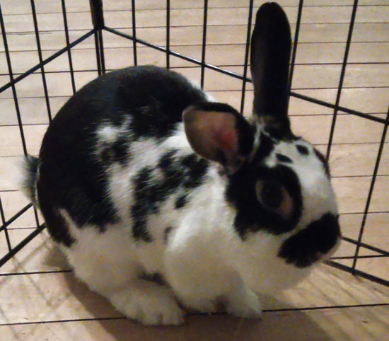 rabbits for adoption, toronto gta 